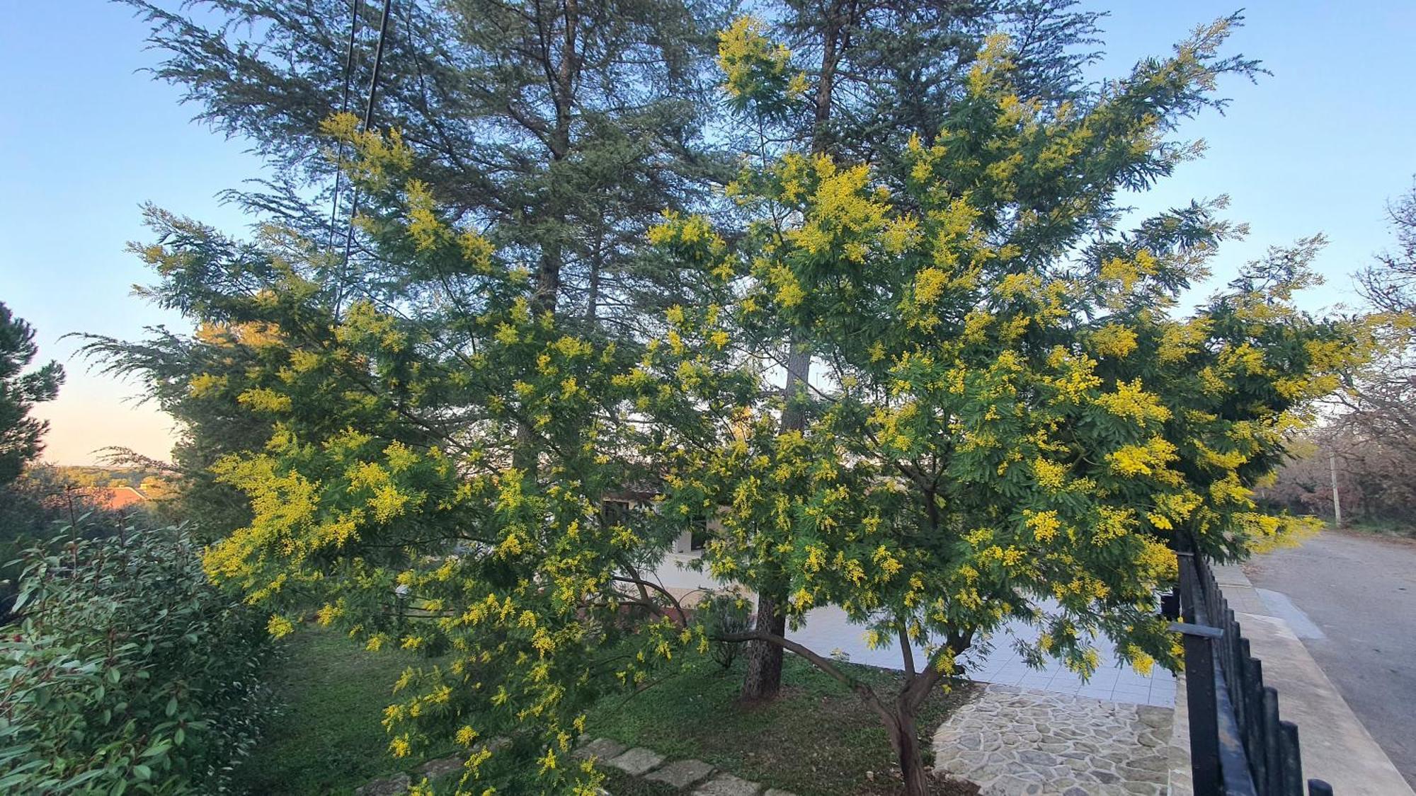 Mercadante - Luxury Holiday House Cassano delle Murge Extérieur photo